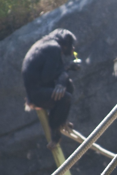 316-5299 San Diego Zoo - Bonobo.jpg